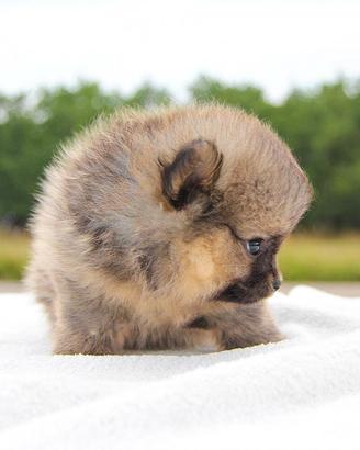 Cucciola di Pomerania disponibile
