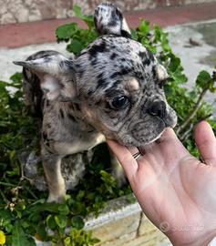 Bulldog francese