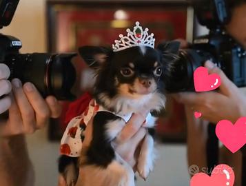 Chihuahua mini, femmina