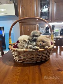 Spitz nano volpino di Pomerania