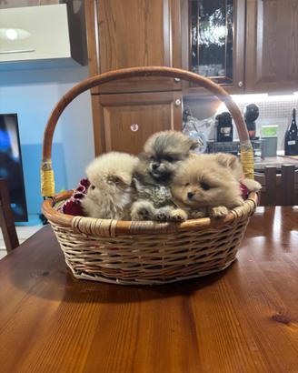 Spitz nano volpino di Pomerania