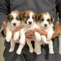 Cucciolo jack russell