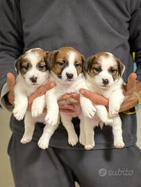 Cucciolo jack russell