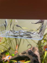 Ancistrus