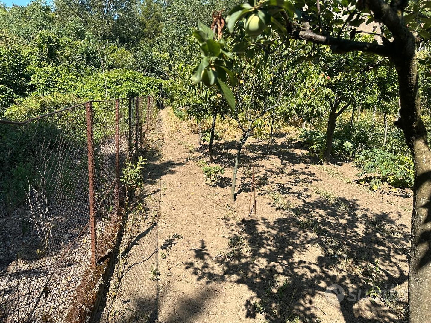Terreno con deposito agricolo - Siano - Vista 4