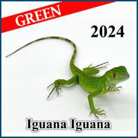 Iguana iguana - iguana comune verde
