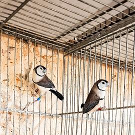 Diamante di bickemow