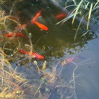 Pesci Rossi Carassi Shubunkin