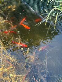 Pesci Rossi Carassi Shubunkin