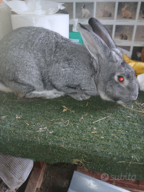 Conigli di razza