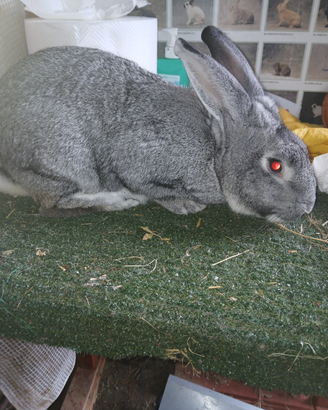Conigli di razza