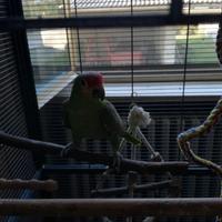 Pappagalli amazzone fronte rossa