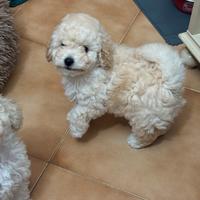 Cuccioli Barboncino toy (possibile consegna)