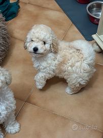 Barboncini toy e nani