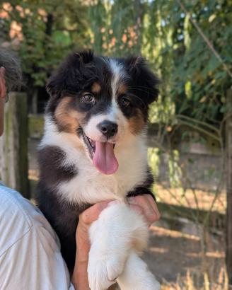 Cuccioli di pastore australiano