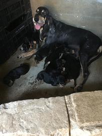Cuccioli di Segugio Italiano Nero Focato e Fulvo