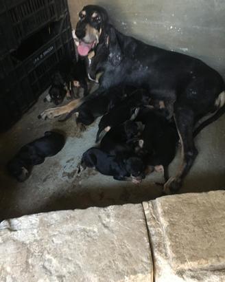 Cuccioli di Segugio Italiano Nero Focato e Fulvo
