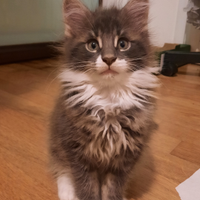 Maine Coon cuccioli