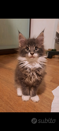 Maine Coon cuccioli