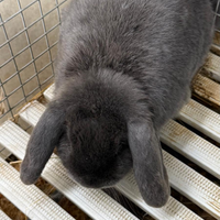 Prenotazione Coniglietti nani ariete blu di vienna