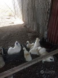 Galline ornamentali