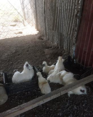 Galline ornamentali