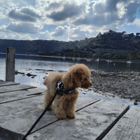 Cane barboncino toy fulvo maschio con pedigree