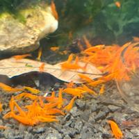 Neocaridina Orange Sunkist Sakura