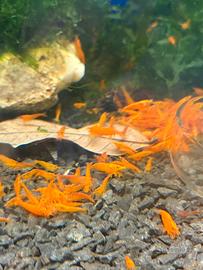 Neocaridina Orange Sunkist Sakura