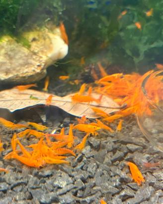 Neocaridina Orange Sunkist Sakura