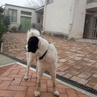 Cane pastore dell'Asia centrale per accoppiamento