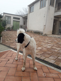 Cane pastore dell'Asia centrale per accoppiamento