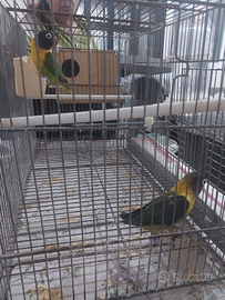 Pappagalli personata