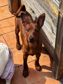 Zwergpinscher pinscher nano pedigree