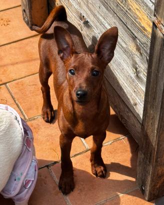 Zwergpinscher pinscher nano pedigree