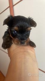 Cuccioli Yorkshire