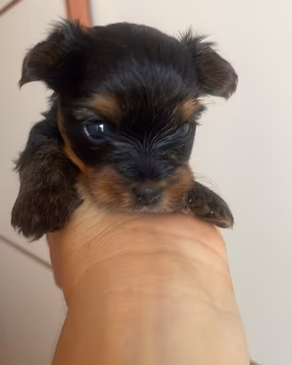 Cuccioli Yorkshire
