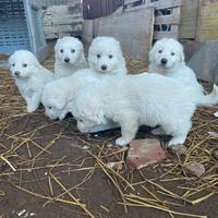 Cuccioli di maremmano