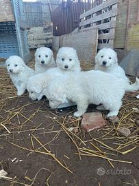 Cuccioli di maremmano