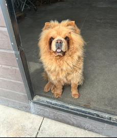 Chow chow femmina di 4 anni