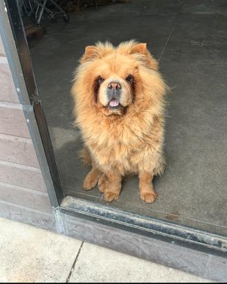 Chow chow femmina di 4 anni