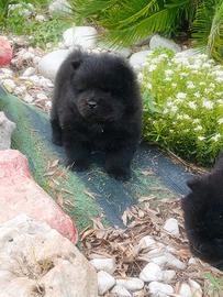 Chow Chow con pedigree Enci