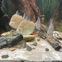 Metynnis adulti - gruppo da 7 esemplari