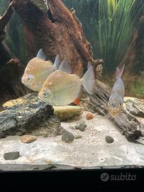 Metynnis adulti - gruppo da 7 esemplari