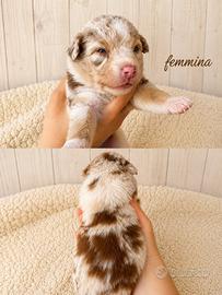 Cuccioli Pastore australiano merle