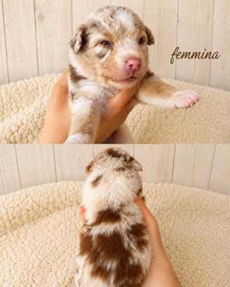 Cuccioli Pastore australiano merle