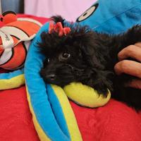 Barboncina toy nera piccola 3 mesi