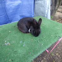 Coniglio nano colorato