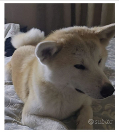 Akita inu