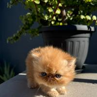 Persiano Ipertipo o Exotic Shorthair b